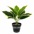 Cây giả để bàn cao 35cm _  viền vàng